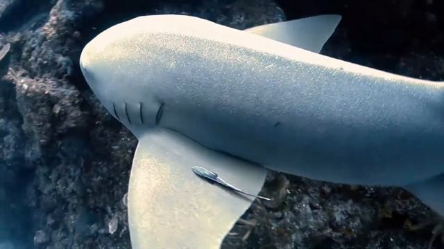 Swimming with a nurse shark feels like taking the dog for a walk смотреть онлайн