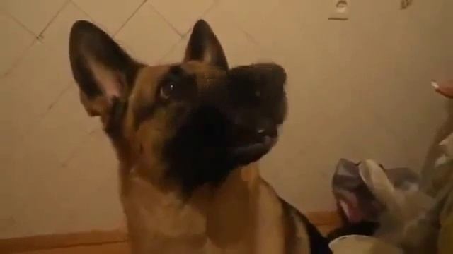 отдай, идем гулять смотреть онлайн