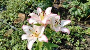 лилия Бразилия