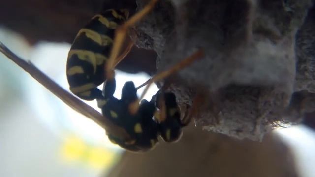 Polistes dominula build nest смотреть онлайн