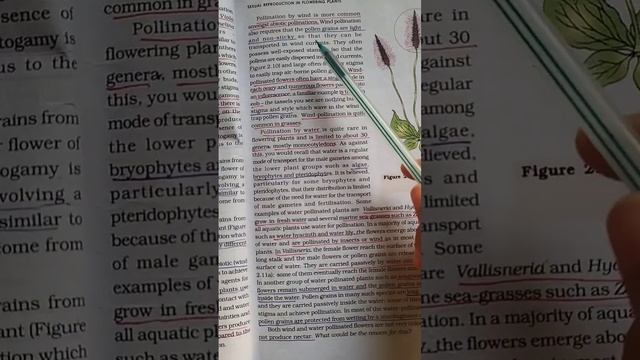 Sexual reproduction in flowering plants || Points u must nit miss 💯|| Class-12 || NEET || ध्यान दो😌 смотреть онлайн