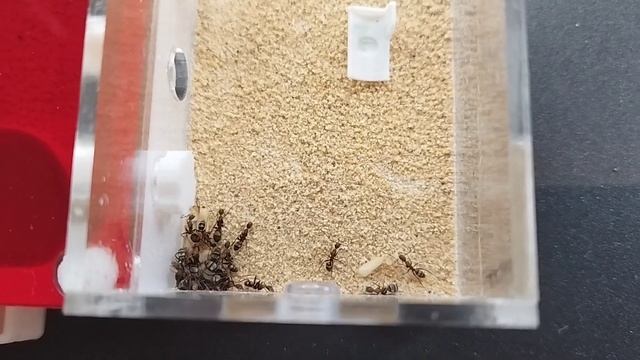 Retour plus suivi des camponotus Habereri!🐜 смотреть онлайн