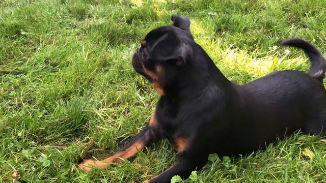 Удивительная собака пти брабансон смотреть онлайн