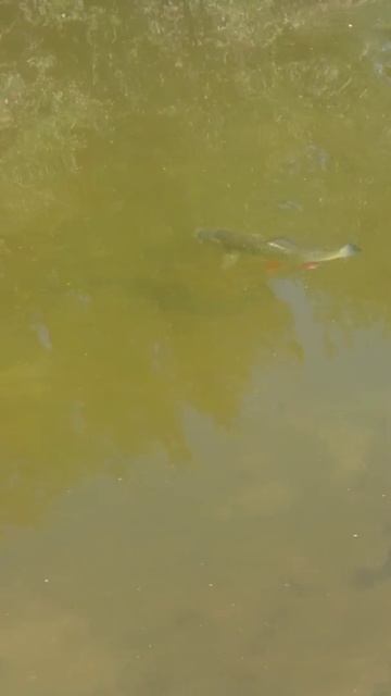 Голавль река Ингул село Владимиро-Павловка смотреть онлайн