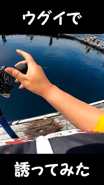 釣りガールがウグイで青物を誘ってみた【衝撃映像】 #shorts #海上釣堀 #海上釣り堀　#釣堀紀州　#釣り смотреть онлайн
