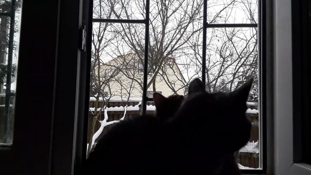 Гулять так гулять! Но☝️на подоконничке! смотреть онлайн