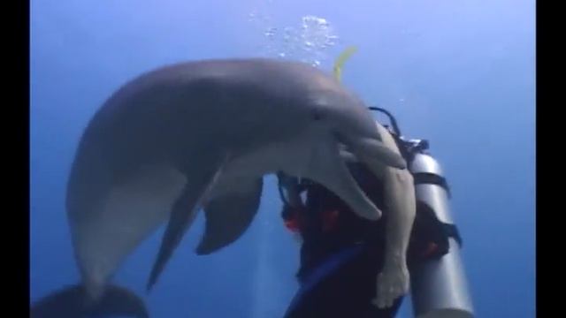 Flipper Bite 0002 смотреть онлайн