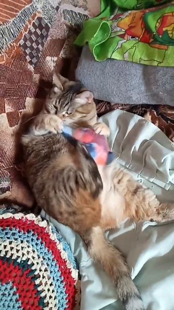 Мурка & снегирь😸 смотреть онлайн