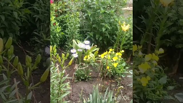 Викопала тюльпани. Шкарпетки з NAKO BOHO від @OksanaNedoshytko Порятунок рослин від шкідників. смотреть онлайн