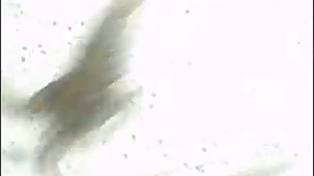 Kopija videoposnetka Solinarji "Artemia salina" смотреть онлайн