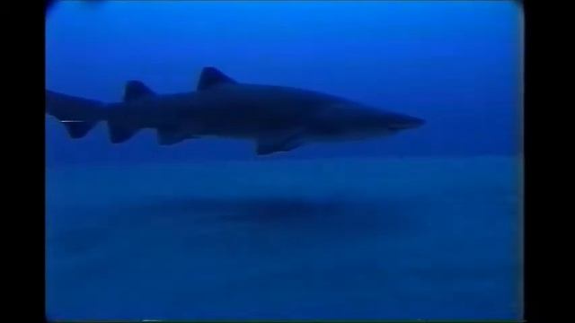 sharkspapoose смотреть онлайн