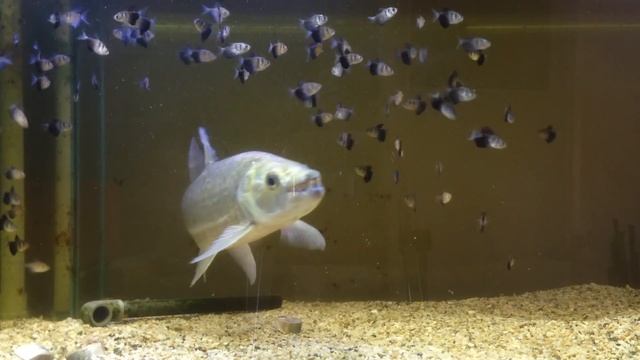 2ft Goliath tiger feeding смотреть онлайн