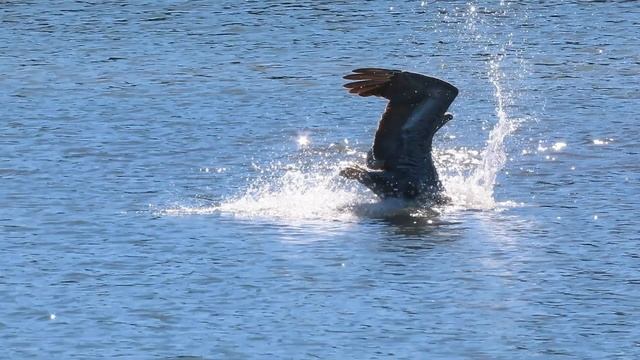Brown pelican fishing смотреть онлайн