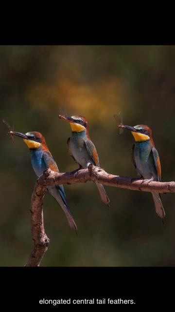 The European bee eater смотреть онлайн