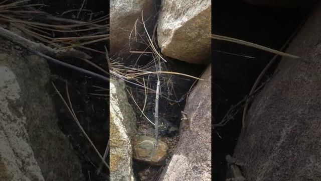 Black Widow Web Strength! смотреть онлайн