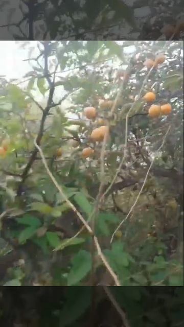 ARAVALI SINGHARA FOR USE IN MEDICINE #nature смотреть онлайн