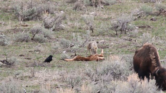 Coyote on a Bison Calf May 2014 смотреть онлайн