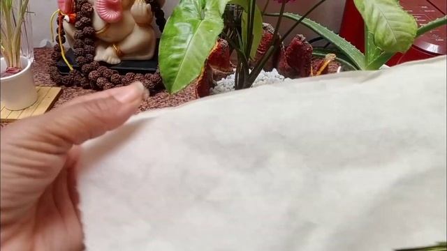 सिंगोनियम के पत्ते छोटे कैसे रखें👍 Miniature Syngonium For Table Top 😘