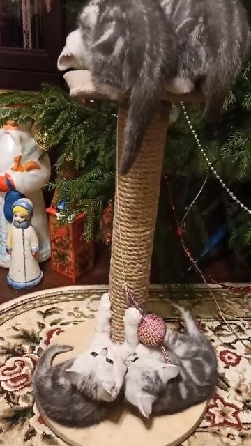 Милые британские котята смотреть онлайн