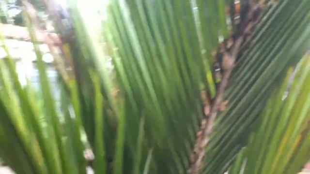 Shaving Brush Palm Mass Planting смотреть онлайн
