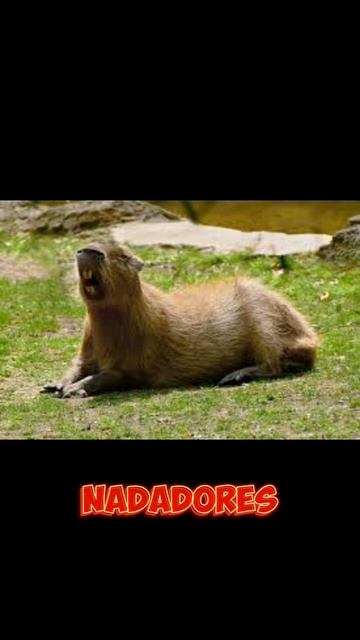 cosas que no sabias sobre las #capibara смотреть онлайн