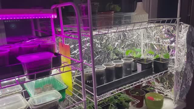 Нак себя чувствует земляника, рассказываю про стеллаж. смотреть онлайн