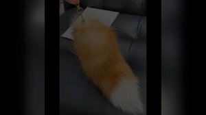 Что нужно для новичков квадробиров? Всё о квадробике и тереанстве♥︎#актив #квадробика #квд #спорт