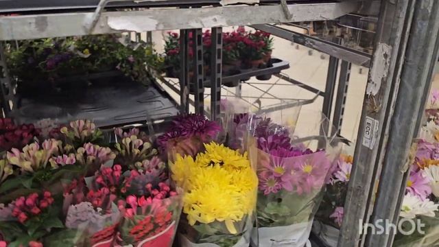 ОБЗОР РАСТЕНИЙ В МАГАЗИНЕ В ГЕРМАНИИ.КОМНАТНЫЕ РАСТЕНИЯ #влог #plants #цветы #обзор #покупки #сад # смотреть онлайн