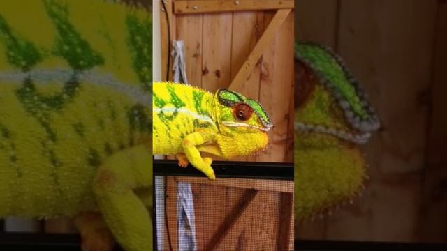 Camaleón Pantera!! смотреть онлайн