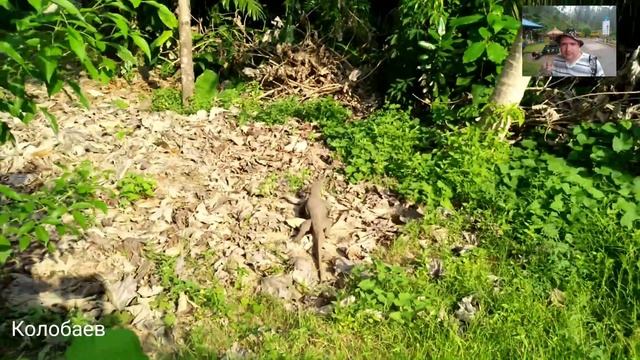 Варан на улицах Unavatuna, Sri Lanka смотреть онлайн