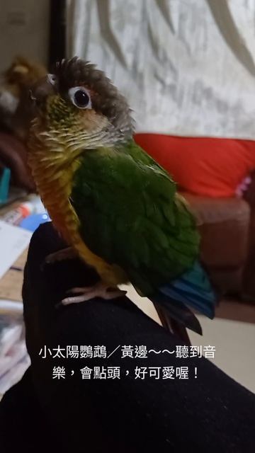 小太陽鸚鵡／黃邊～～～聽到音樂，會點頭，卡哇伊噢！ смотреть онлайн
