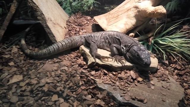 ЧЕРНЫЙ МЕКСИКАНСКИЙ ДРАКОН смотреть онлайн