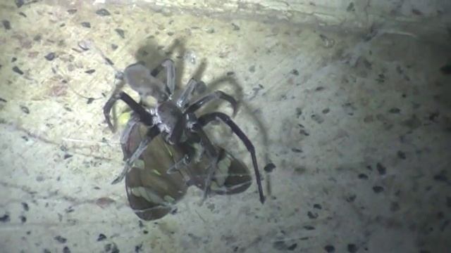 Araña Kukulcania hibernalis (hembra) смотреть онлайн