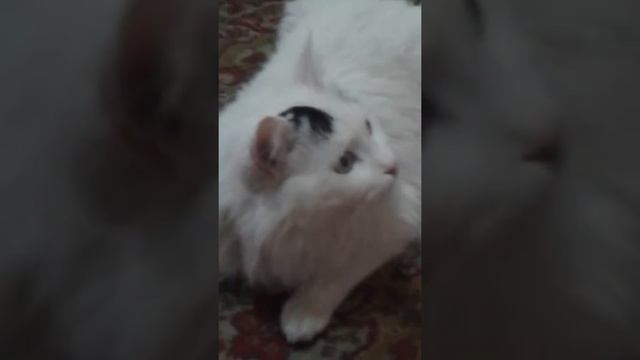 Новое видео☺😊Мои 3-ое животных😊☺😀😁😃😄 смотреть онлайн