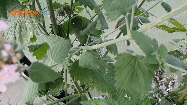 Котовник кошачий. 🐱 Сорт 