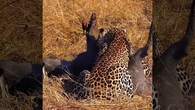 Я знаю, что некоторые не разрешают публиковать информацию о потерях Касонго, но это все равно свидет смотреть онлайн