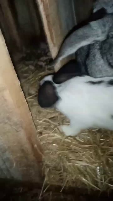 Кролик бабочка, а какие породы кроликов знаете вы? смотреть онлайн