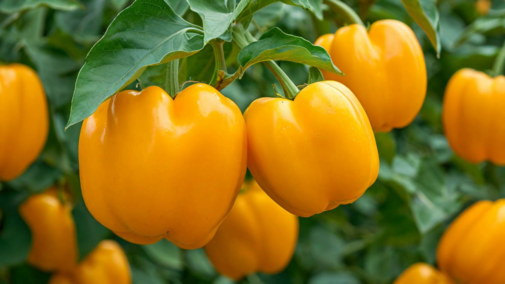 НЕСКОЛЬКО СОВЕТОВ ПРИ ВЫБОРЕ ПЕРЦЕВ ДЛЯ ВЫРАЩИВАНИЯ. смотреть онлайн