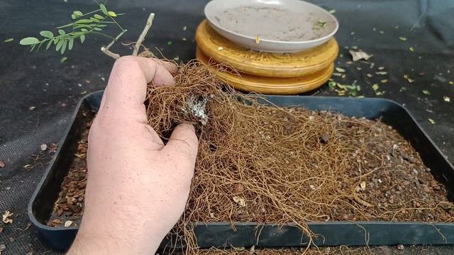 √4 леуцена светлоголовчатая (Бонсай)