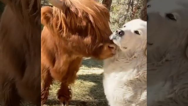 Bull And Dog Relationship смотреть онлайн