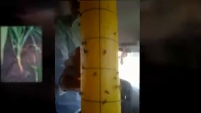 Diabrotica su mais смотреть онлайн