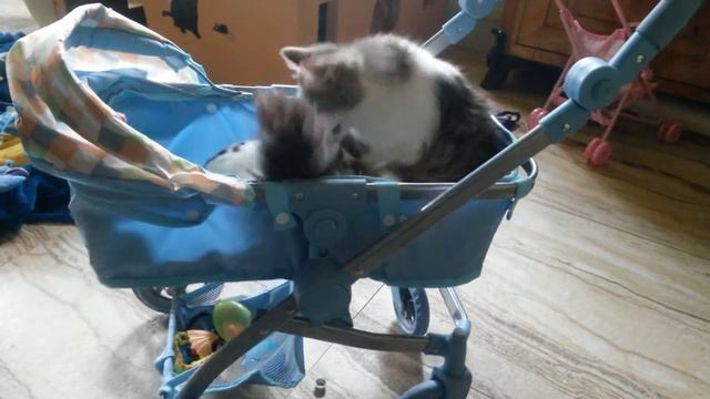 Мой кот и мой кролик. смотреть онлайн