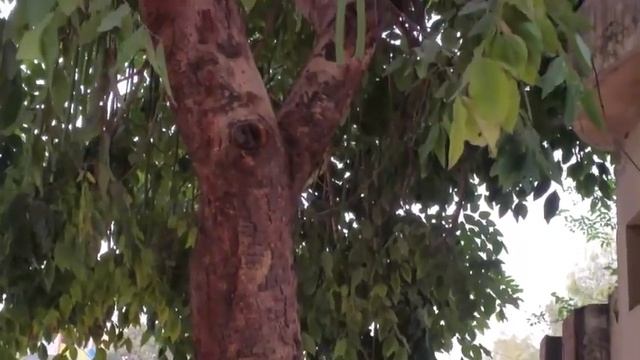 Amaltas Ke Fayde By How To Health || Constipation Home Remedy || Cassia Fistula Health Benefits смотреть онлайн