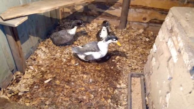 Поставила уткам другую поилку.Помогло....? смотреть онлайн