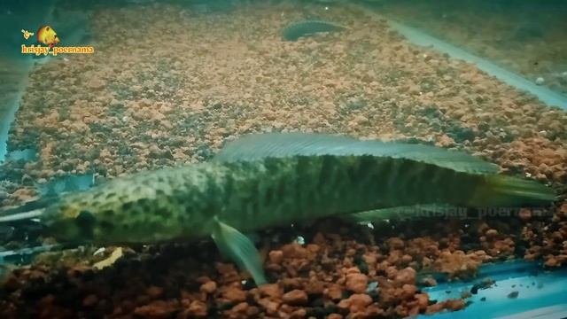 Ikan Gabus Channa Striata 28cm,...