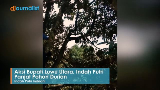 Aksi Bupati Luwu Utara Indah Putri Panjat Pohon Durian смотреть онлайн