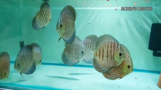 Tiger Turquoise Discus fish смотреть онлайн