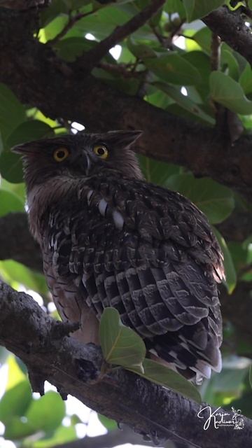 #brown #fish #owl #Gujarat #Tourism #canon #Lion #forest #wildlife смотреть онлайн