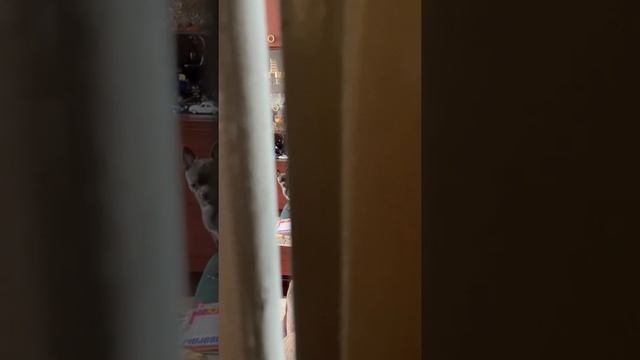 Уговариваю Перчика... 🤗 смотреть онлайн