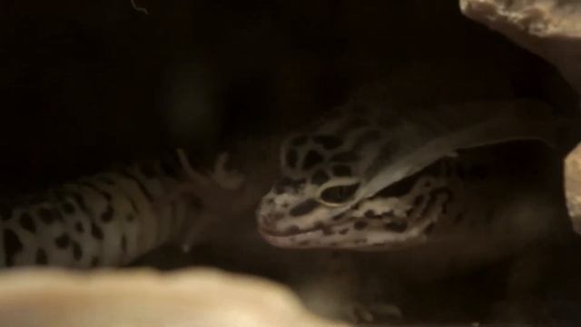 Leopard Gecko SHEDDING SKIN Looks like a DRAGON! смотреть онлайн